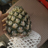 正宗海南金钻凤梨新鲜水果当季树上熟芒果凤梨【催熟食用】 净重4.5斤大果（2-3个）单果1.8斤起 实拍图