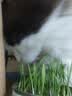 HELLOJOY猫草种子栽培罐头盒装猫草罐头懒人猫草助消化去毛球猫咪零食 3罐 实拍图
