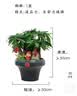 【年宵花】发财树微景观盆栽新年送人 实拍图