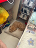 憨憨宠狗窝猫窝夏季可水洗加厚宠物窝泰迪中小型犬狗垫子沙发狗床 双面加厚八角窝 小号 实拍图