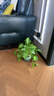 双盟绿萝盆栽除甲醛花卉绿植办公室新房净化空气180加仑4盆装源头直发 实拍图