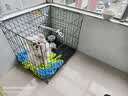 华美龙 狗笼子小型犬中型犬带厕所泰迪柯基比熊柴犬宠物狗窝室内狗围栏 【免安装】70*50*60（25斤内） 实拍图