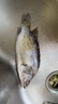 老徽乡臭鳜鱼安徽黄山特产臭桂鱼徽州特色菜腌制生鲜端午推荐带包装重 3条共3.3斤（非饲料鱼）+3料包 实拍图