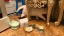 麦斯蒂宠物猫咪零食猫罐头鸡丝金枪鱼浓汤补水成幼猫营养湿粮 85g*8罐 实拍图