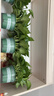 双盟绿萝盆栽除甲醛花卉绿植办公室新房净化空气180加仑4盆装源头直发 实拍图
