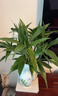 年宵花富贵竹春节水养花卉转运竹水培植物盆栽过年装饰年货绿植 10枝-65cm富贵竹 标准 实拍图