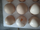 京鲜生 无抗保洁鲜鸡蛋30枚/盒 健康轻食 礼盒送礼 1.5kg/盒 源头直发 实拍图