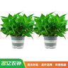 双盟绿萝盆栽除甲醛花卉绿植办公室新房净化空气180加仑2盆装源头直发 实拍图