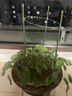 九千谷植物攀爬支架包钢管花盆爬藤花架蔷薇月季葡萄固定架子45CM4627 实拍图