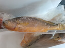 森农乐舟山大黄鱼礼盒深海黄花鱼生鲜鲜活冷冻冰鲜水产海鲜年货礼包商用 4条礼盒装【每条约1.4斤】 实拍图