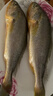 威尔斯（WEIERS）三去黄花鱼500g/2条装  地标认证大黄鱼 生鲜鱼类 海鱼春节也送货 实拍图
