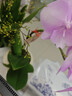年宵花春节蝴蝶兰盆栽花苗桌面装饰花卉植物四季好养绿植过年货 粉色系蝴蝶兰配雪糕陶瓷盆 实拍图