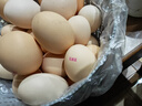 京鲜生柴鸡蛋30枚 3斤 无抗生素 谷物喂养鲜鸡蛋 源头直发 实拍图
