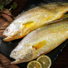 鲜喜利舟山大黄鱼礼盒深海黄花鱼鲜活冷冻生鲜海鲜年货礼包新鲜水产商用 2条无礼盒（单条约1.4斤） 实拍图