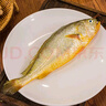 威尔斯（WEIERS）【春节也送货】宁德大黄鱼600g 地标认证黄花鱼 深海鱼生鲜鱼类 实拍图