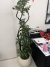 叹为观止大型植物发财树各种大颗盆栽开业乔迁客厅办公室内好养大型花卉 造型鸭脚木【1.5-1.7米】 含盆 实拍图