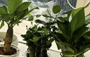 绿有意绿植盆栽多肉花卉盆栽植物室内桌面水培绿植办公室客厅植物懒人 4盆自选】植物和盆颜色请备注 实拍图