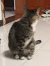 蒙汗宫牛肉干 肉干肉脯清真内蒙古牛肉干手撕风干独立包装500g散装称重 原味+孜然 实拍图