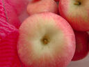京鲜生 烟台红富士苹果 净重10斤  单果160g以上 水果礼盒 实拍图