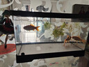 Barbarous Growth鱼缸小型免换水家用缸客厅水族箱金鱼缸制氧过滤生态桌面塑料透明 中号【底排缸】 黑色 实拍图