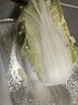 山东寿光大白菜黄心大娃娃菜农户现摘新鲜蔬菜原产地整箱批发 寿光白菜3斤 实拍图