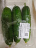 【水果菜】东北旱黄瓜约550g 实拍图