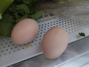 散养新鲜鸡蛋柴鸡蛋谷物鸡蛋单枚50±5g 40枚 实拍图