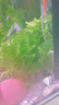 【京东物流】水草套餐 好养耐活真水草植物绿菊大叶绿九冠鱼缸 蜈蚣草 3杯（附赠定植吸盘杯） 实拍图