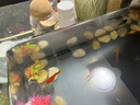 阔庭（KUOTING）鱼缸桌面透明生态鱼缸客厅水族箱黑色 实拍图