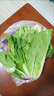 山东农家种植新鲜奶油小白菜时令蔬菜绿叶菜涮菜清脆巨嫩好吃 【泡沫箱发货-到手鲜】小白菜（2斤） 实拍图