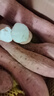 京地达河北哈密冰糖心白蜜薯番薯红薯香甜烤地瓜净重9斤中果源头直发 实拍图