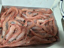 鲜京采 进口格陵兰北极甜虾 净重2斤 90-150只 生甜虾 年货聚餐 实拍图