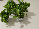 双盟绿萝盆栽除甲醛花卉绿植办公室新房净化空气180加仑4盆装源头直发 实拍图