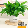 绿有意绿萝盆栽室内植物花卉绿植水培长藤垂吊大叶绿箩新房家用吸除甲醛 120绿加伦吸水绿萝10盆+壶+10肥 带盆带土发货 实拍图