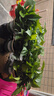 双盟绿萝盆栽除甲醛花卉绿植办公室新房净化空气180加仑4盆装源头直发 实拍图