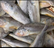 纯色本味 冷冻舟山小黄鱼2.8斤 烧烤食材 生鲜鱼类 实拍图