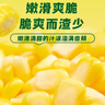 十月稻田 水果甜玉米 8根 3.52斤 真空开袋即食 低脂早餐 新年礼盒 粗粮 实拍图