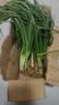 盛觅 小香葱新鲜去皮精品小葱细葱蘸酱自身农家香葱整箱 香葱带箱1.5斤净重1斤 自有农场 实拍图