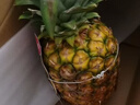 佳农 菲律宾进口菠萝 2个装 凤梨 单果净重2斤 生鲜水果源头直发 包邮 实拍图
