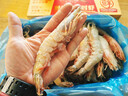 鲜京采野生海捕对虾 净重3斤/盒 30-45只/盒 实拍图