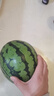 京鲜生 无籽麒麟西瓜 1粒装 净重5-7斤 生鲜水果 实拍图
