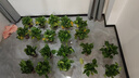 双盟 绿萝盆栽除甲醛花卉绿植办公室新房净化空气110款10盆装源头直发 实拍图