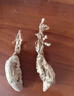 太守堂 金蝉花35克 蛹虫草土蝉花蝉菌蝉蛹草蛹茸虫蝉蛹草知了花中药材 实拍图