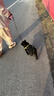 嬉皮狗小狗狗牵引绳背心式遛狗绳子小型犬胸背带狗链子 L码 建议8-16斤 实拍图