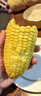 佳农宝菜山东新鲜水果玉米带绿皮单根200g+净重4.6斤4-7根源头直发 实拍图