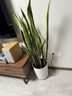 植男植女大型金边虎皮兰植物客厅卧室办公室绿色观叶花卉绿植盆栽源头直发 实拍图