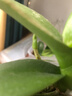 年宵花春节蝴蝶兰盆栽绿植花卉年货装饰过年四季开花大苗好养易活 紫美人---【包开花】送营养液2包 带1支花剑 实拍图