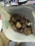 珍锦荟茶树菇200g 蘑菇食用菌南北干货特产菌菇煲汤炖煮炒火锅食材 实拍图