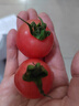 京鲜生山东千禧贝贝小西红柿 圣女果 净重2.8斤源头直发 实拍图