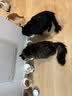 比瑞吉猫粮优选系列 原切鸡肉冻干 老年猫粮2kg*3包 实拍图